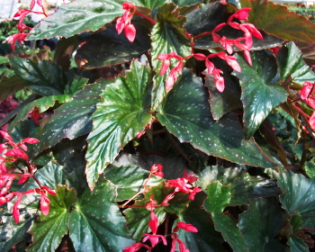 B. ‘Ruby Tears’